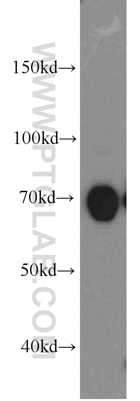 19132-1-AP;A431 cell