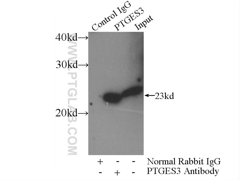 15216-1-AP;mouse heart tissue