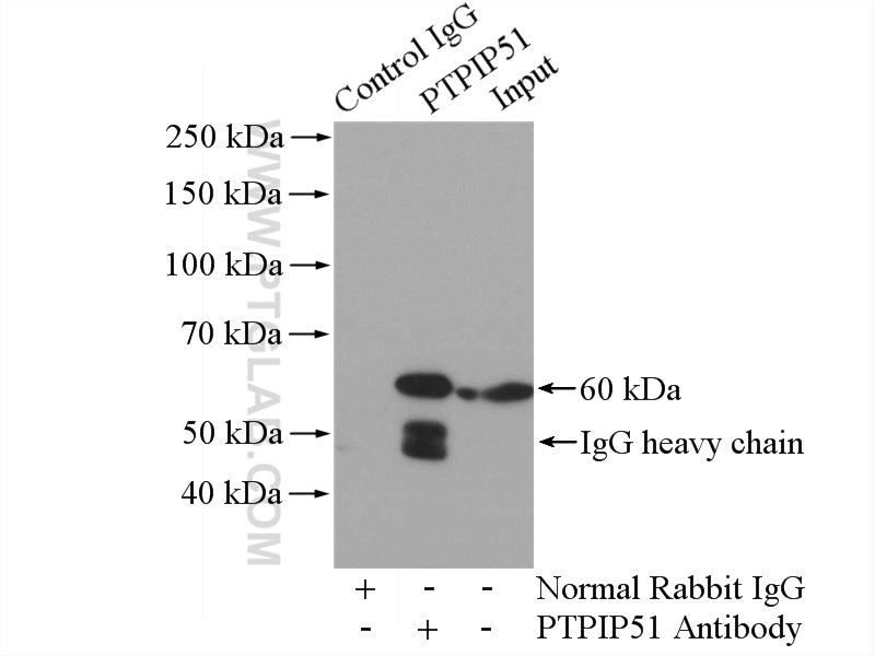 20641-1-AP;HEK-293 cells