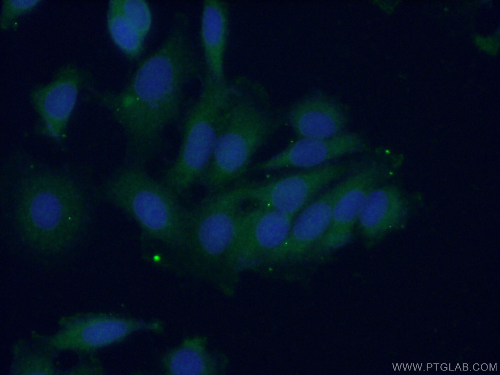 24570-1-AP;MCF-7 cells