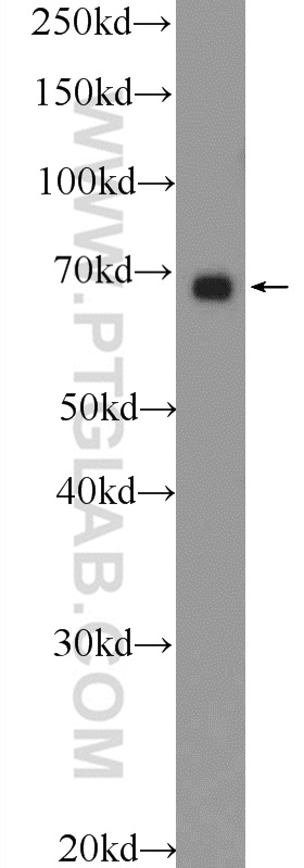24570-1-AP;HEK-293 cells
