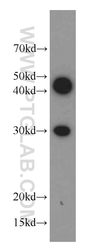 11616-1-AP;SW 1990 cell