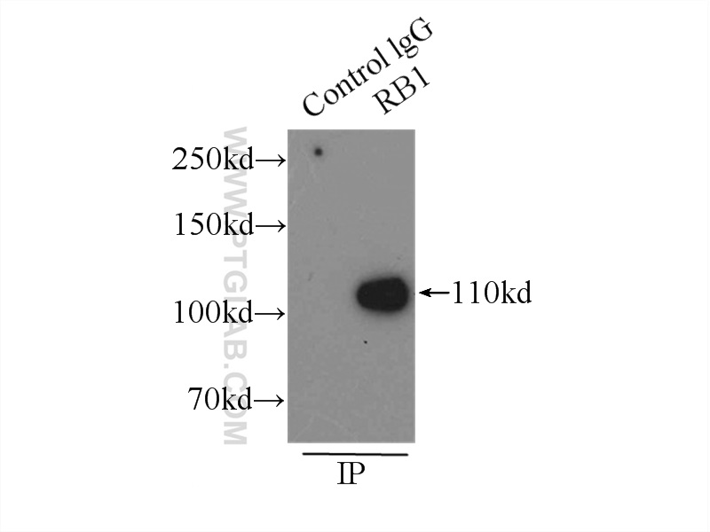 10048-2-Ig;A431 cells