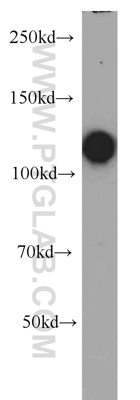 10048-2-Ig;Jurkat cells