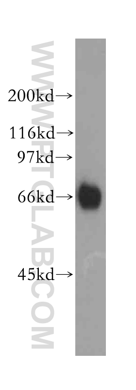 13181-1-AP;HL-60 cells