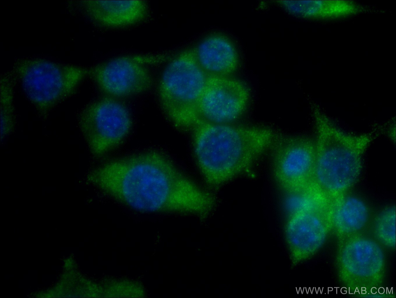 14644-1-AP;RAW 264.7 cells