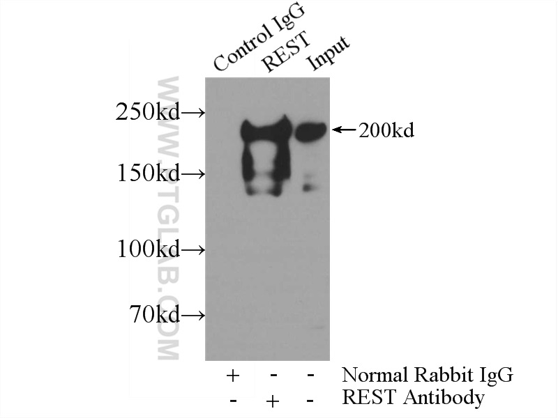 22242-1-AP;HeLa cells