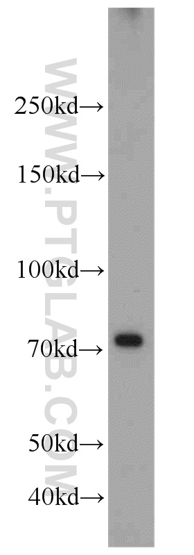 14784-1-AP;K-562 cells