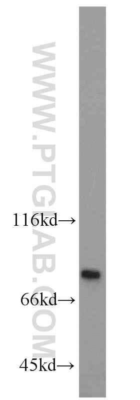23741-1-AP;HEK-293 cells