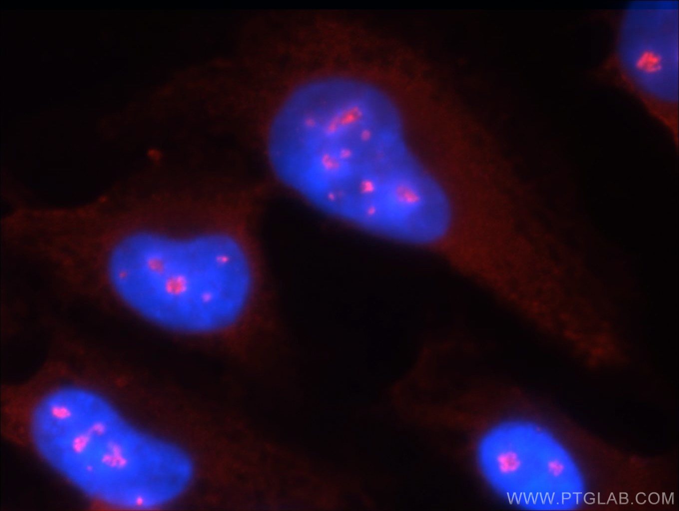 23762-1-AP;HepG2 cells