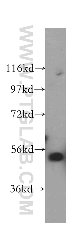 10195-1-AP;K-562 cell