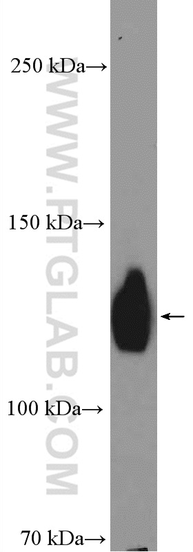 23605-1-AP;Jurkat cells