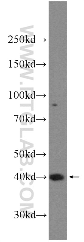 14063-1-AP;RAW 264.7 cells