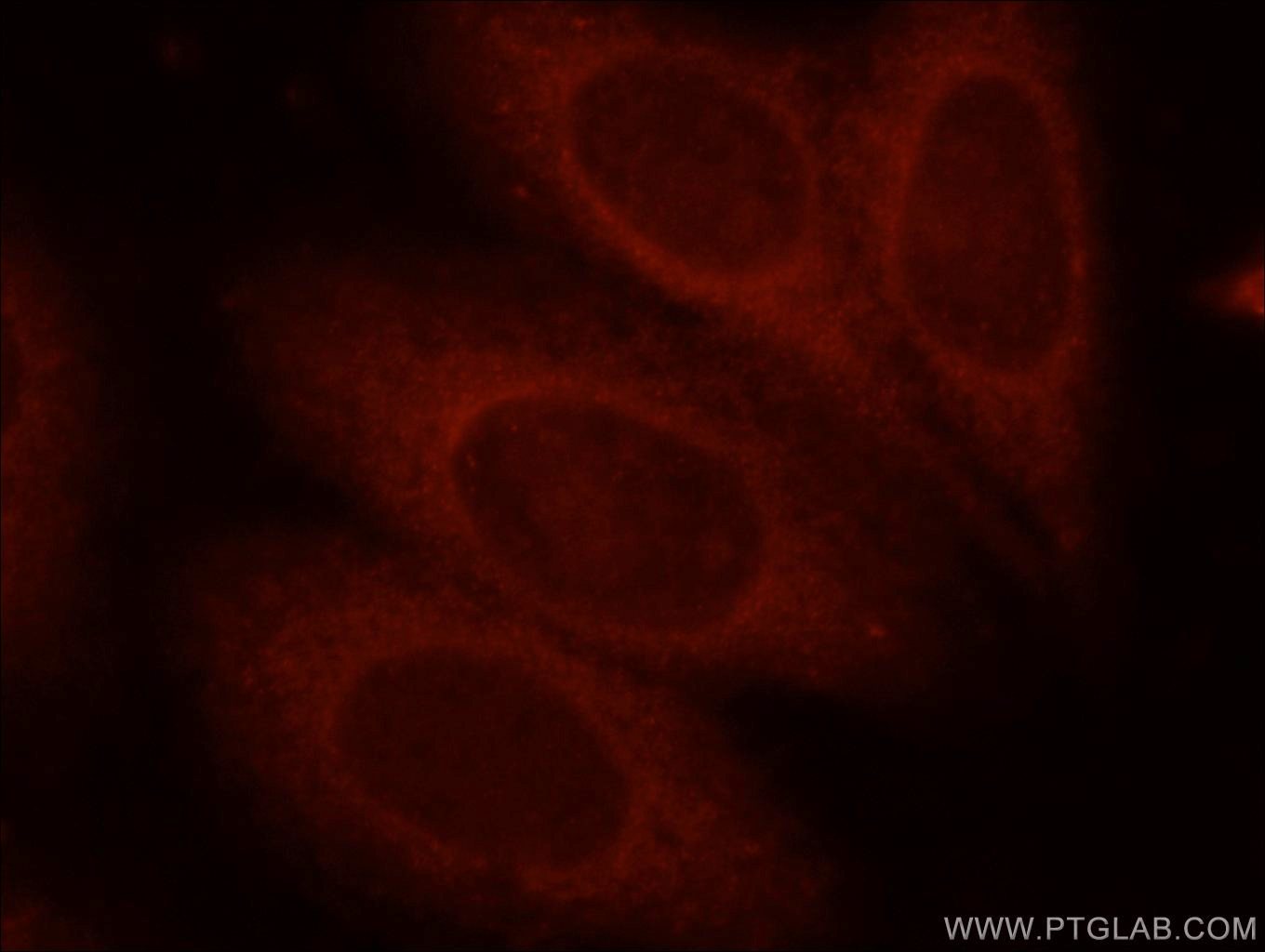 15422-1-AP;HepG2 cells