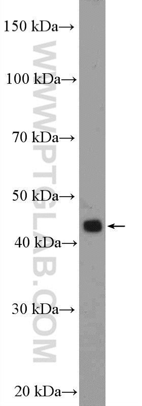 11811-1-AP;U-937 cells