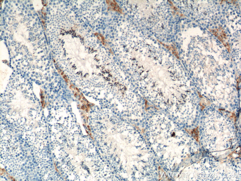 16342-1-AP;mouse testis tissue