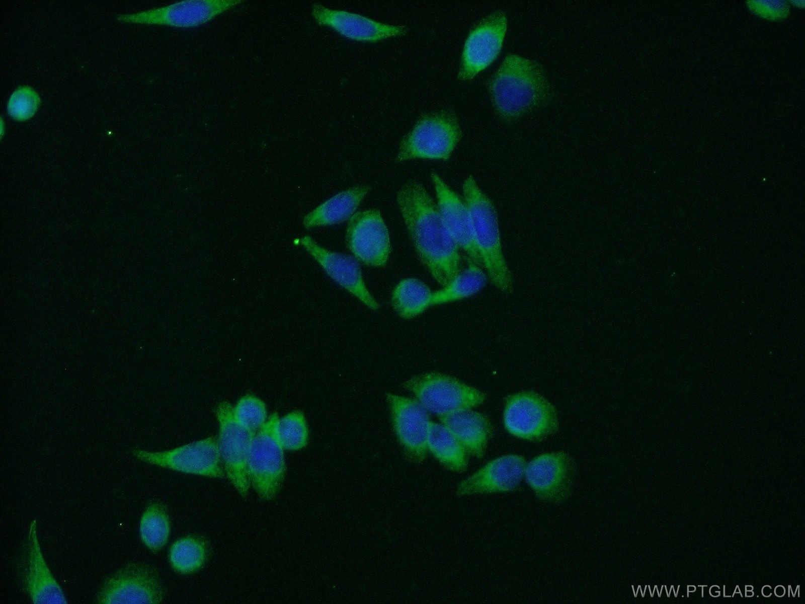 10760-1-AP;HeLa cells