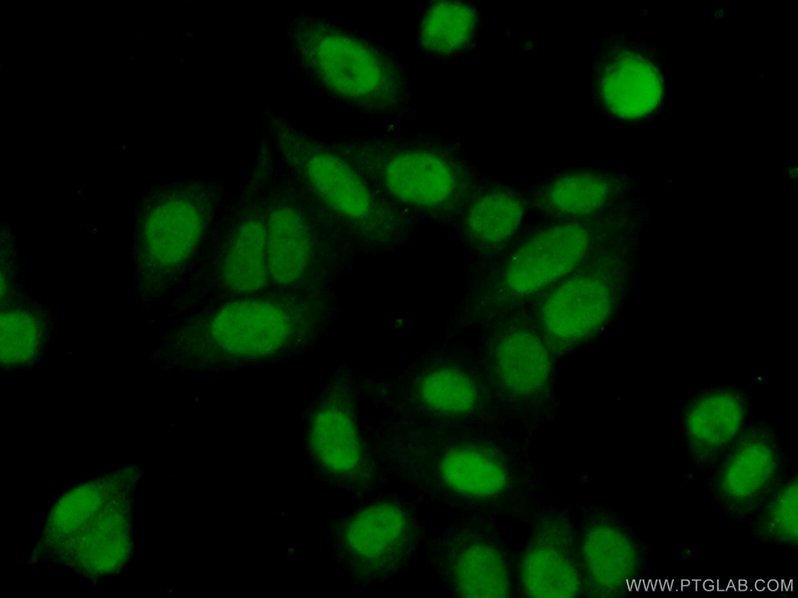 14950-1-AP;HeLa cells