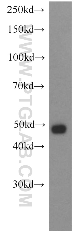 14950-1-AP;HeLa cell