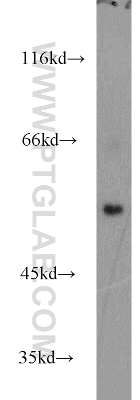 16329-1-AP;Jurkat cell