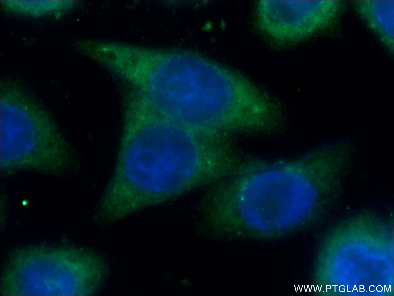 11742-1-AP;HeLa cells