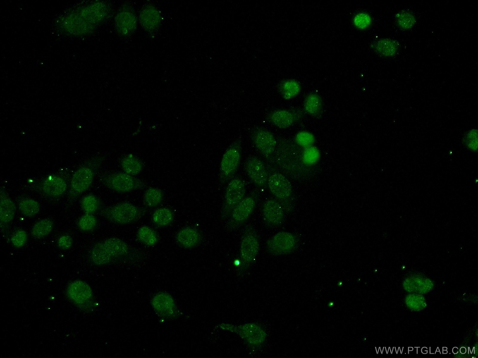 15696-1-AP;HeLa cells