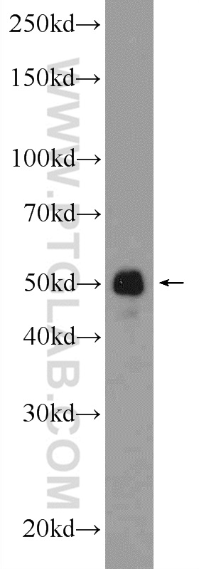 14355-1-AP;U-937 cells