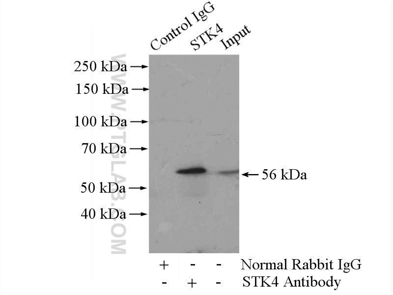 22245-1-AP;HeLa cells