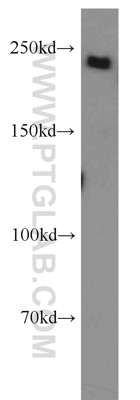 23073-1-AP;HeLa cell