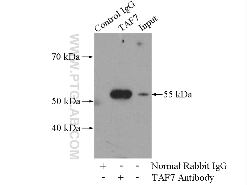 13506-1-AP;Jurkat cells