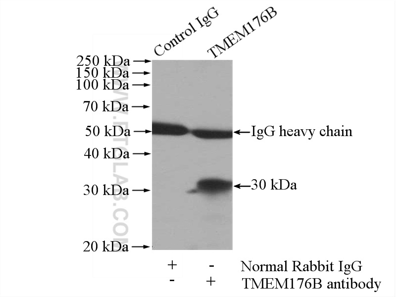 19825-1-AP;mouse lung tissue