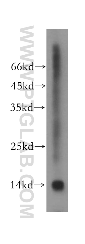 15941-1-AP;mouse testis tissue