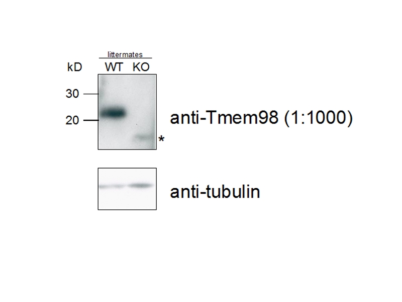 14731-1-AP;mouse E12.5 embryos
