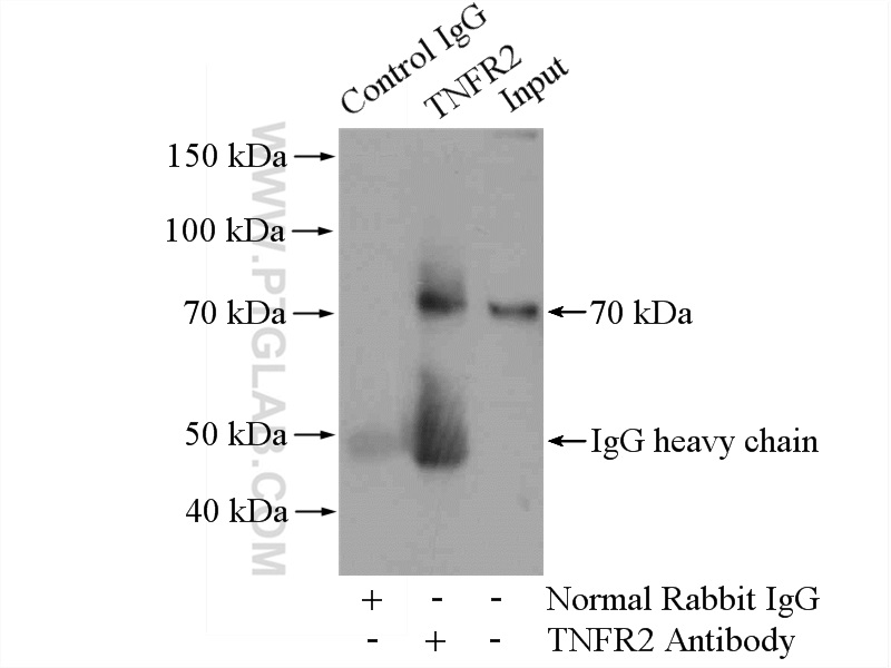 19272-1-AP;HEK-293 cells
