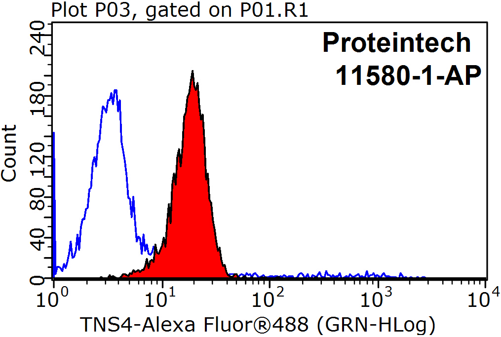 11580-1-AP;HepG2 cells