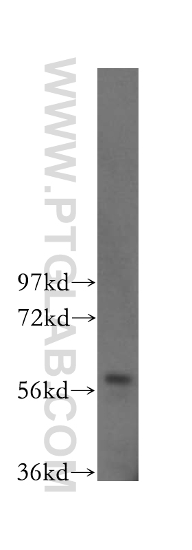 16203-1-AP;HeLa cell