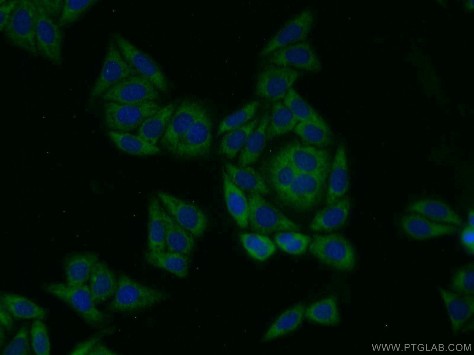 14828-1-AP;HepG2 cells