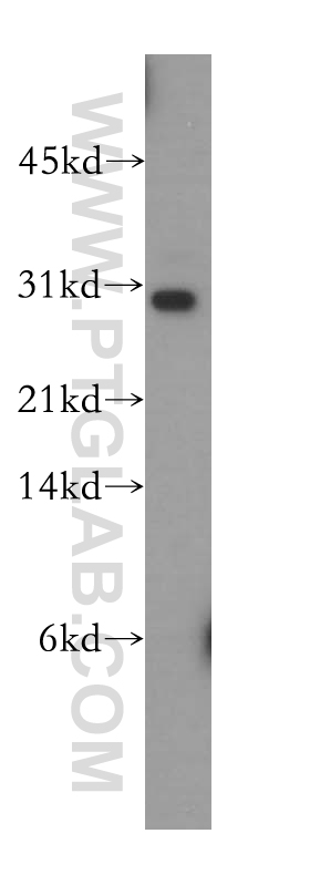 13524-1-AP;U-937 cell