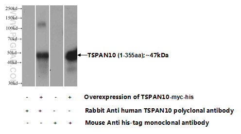 14430-1-AP;Transfected HEK-293 cells