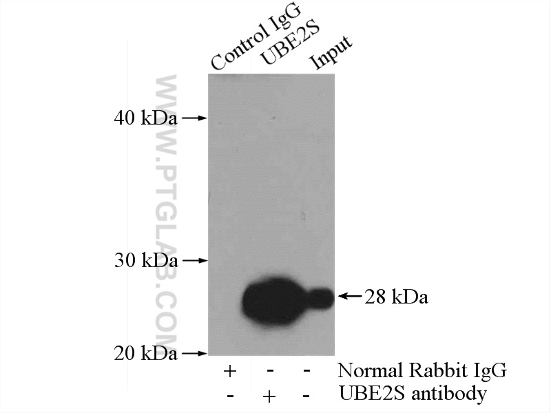 14115-1-AP;A2780 cells