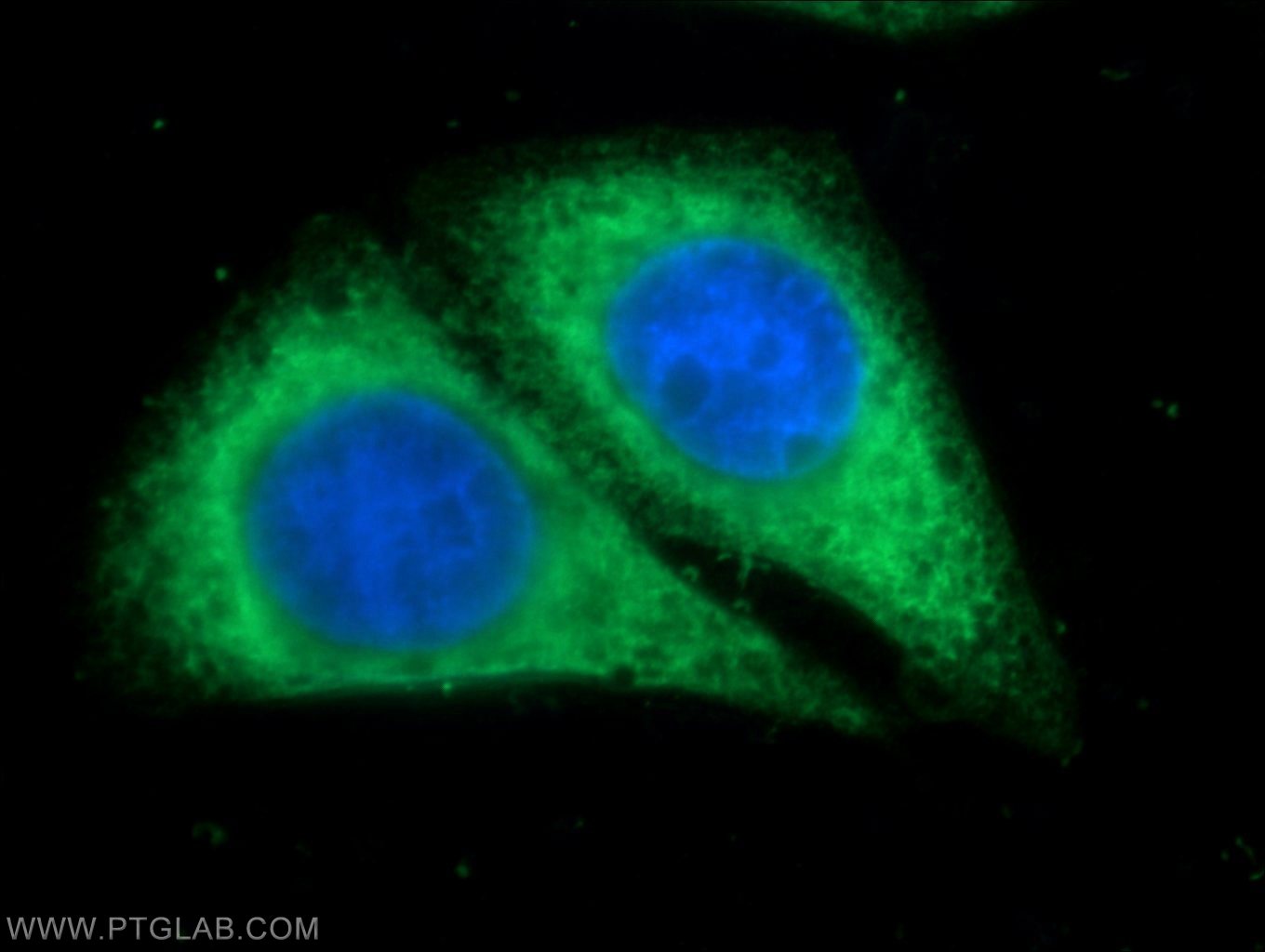 15275-1-AP;HepG2 cells