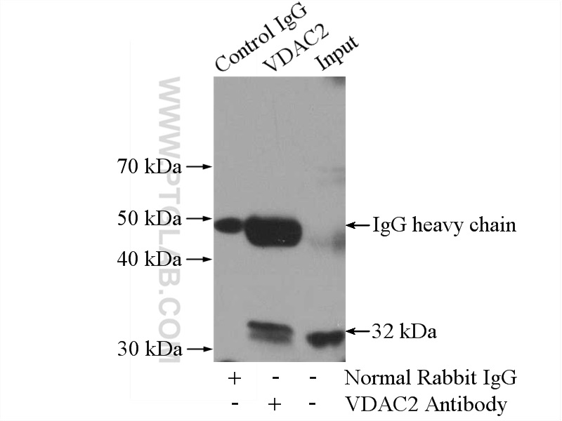VDAC2 Antibody 116631AP Proteintech