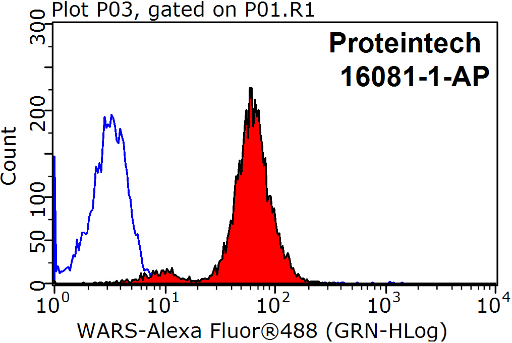 16081-1-AP;HepG2 cells