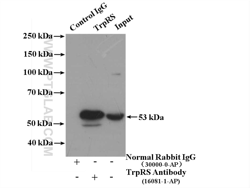 16081-1-AP;HepG2 cells