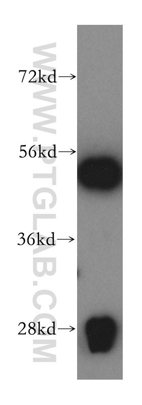 16081-1-AP;HepG2 cells