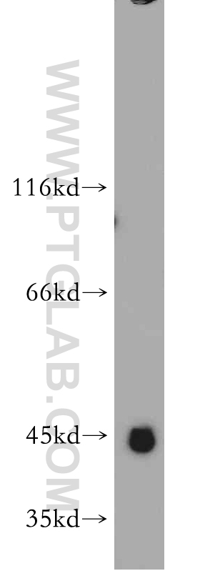 21571-1-AP;HEK-293 cell
