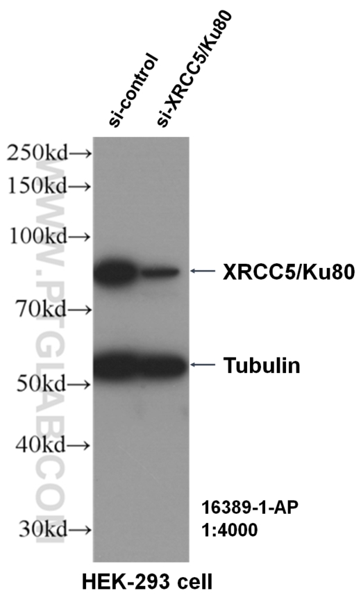 xrcc5-ku80-antibody-16389-1-ap-proteintech