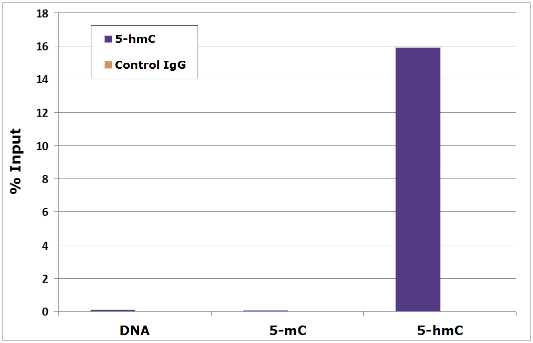 5-Hydroxymethylcytidine antibody tested by Methyl DNA immunoprecipitation. DNA (25 pg) derived from the promoter of the APC gene was spiked into 500 ng of human genomic DNA and subjected to the MeDIP procedure using 2 μg of 5-Hydroxymethylcytidine antibody (5hmC, maroon bars) or 2 μg of control rabbit IgG (IgG, blue bars). Real time quantitative PCR was performed on the immunoprecipitated DNA and results plotted as % of input DNA. The spiked APC DNA contained either no methylation (DNA), 5-methylcytosine methylation (5-mC) or 5-hydroxymethylcytosine methylation (5-hmC). The 5-hmC antibody shows a 650-fold enrichment for 5-hmC DNA compared to 5-mC DNA or unmethylated DNA.