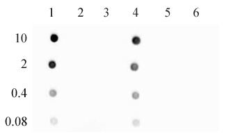 5-Hydroxymethylcytidine antibody tested by dot blot analysis. DNA from the Methylated DNA Standard Kit (Catalog No. 55008) were spotted (indicated in ng on the left) on to a positively charged nylon membrane and blotted with 5-Hydroxymethylcytidine antibody recognizing 5-hydroxymethylcytosine (1 ug/ml dilution). Lane 1: double-stranded DNA 5-hydroxymethylcytosine. Lane 2: double-stranded DNA containing 5-methylcytosine. Lane 3: double stranded unmethylated DNA. Lane 4: single-stranded DNA containing 5-hydroxymethylcytosine. Lane 5: single-stranded DNA containing 5-methylcytosine. Lane 6: single stranded unmethylated DNA.