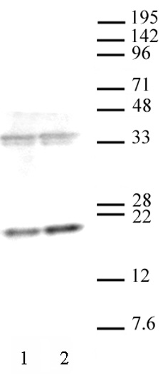 AbFlex Histone H3K36me3 recombinant antibody (rAb) tested by Western blot 20 ug of HeLa cell nuclear extract was run on SDS-PAGE and probed with AbFlex H3K36me3 antibody at 2 ug/ml.